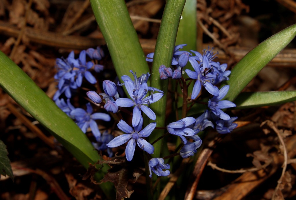 Scilla nivalis