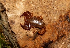 Euscorpius lesbiacus