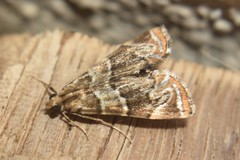Glaphyriinae