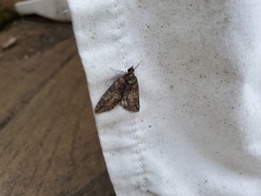 Pseudocoremia suavis