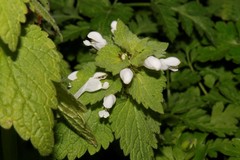Lamium moschatum
