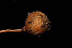 Andricus sternlichti