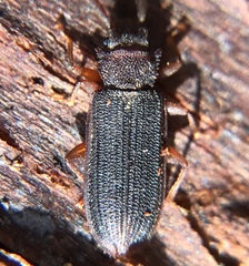 Uleiota dubia