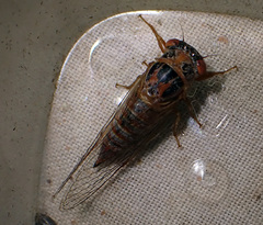 Palapsalta