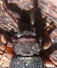 Uleiota dubia