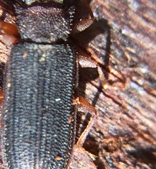 Uleiota dubia