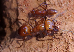 Melophorus bagoti