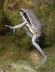 Litoria watjulumensis