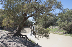 Eucalyptus largiflorens