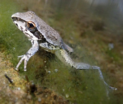 Litoria watjulumensis