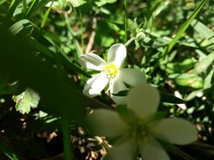 Arenaria montana