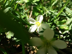 Arenaria montana