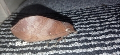 Suana concolor