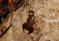 Euscorpius lesbiacus