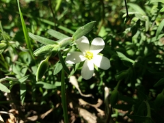 Arenaria montana