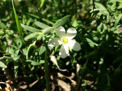 Arenaria montana