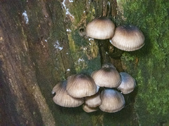 Mycena mulawaestris