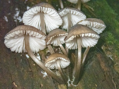 Mycena mulawaestris