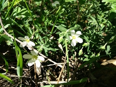 Arenaria montana