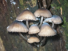 Mycena mulawaestris