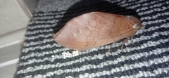 Suana concolor