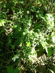Arenaria montana