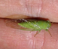 Taurella viridis