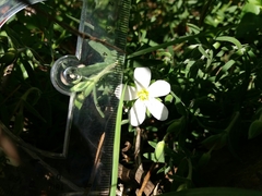 Arenaria montana