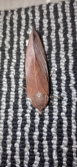 Suana concolor