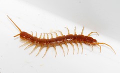 Eupolybothrus litoralis