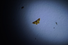 Eois escamata