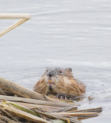Ondatra zibethicus