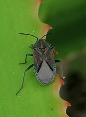 Spilostethus trilineatus
