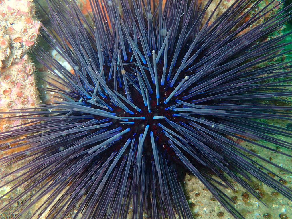 Western long-spined sea urchin