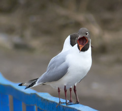 Chroicocephalus ridibundus