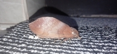 Suana concolor