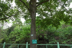 Alstonia scholaris