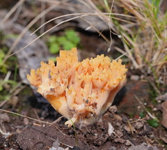 Ramaria anziana