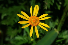 Euryops chrysanthemoides