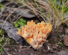 Ramaria anziana