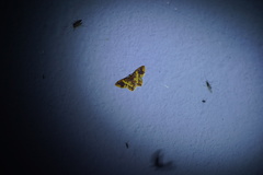 Eois escamata