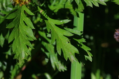 Euryops chrysanthemoides