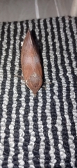 Suana concolor