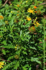 Euryops chrysanthemoides