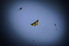 Eois escamata