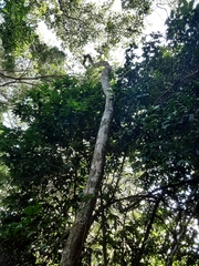 Cussonia sphaerocephala