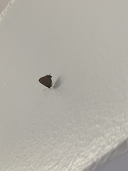 Camissecla charichlorus