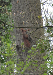Sciurus vulgaris
