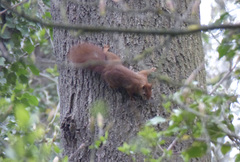 Sciurus vulgaris