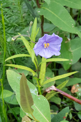 Solanum vescum